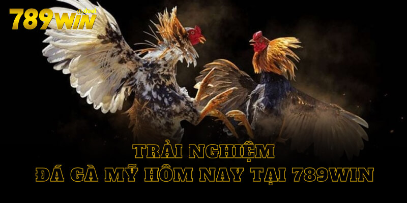 Trải nghiệm đá gà Mỹ hôm nay tại 789win